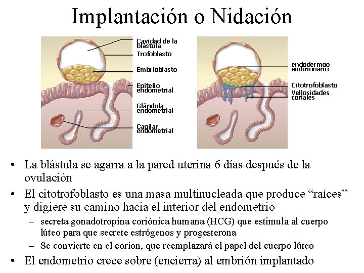 Implantación o Nidación Cavidad de la blástula Trofoblasto Embrioblasto Epitelio endometrial endodermoo embrionario Citotrofoblasto