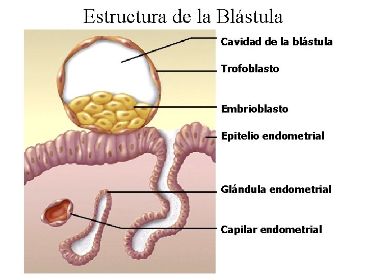 Estructura de la Blástula Cavidad de la blástula Trofoblasto Embrioblasto Epitelio endometrial Glándula endometrial