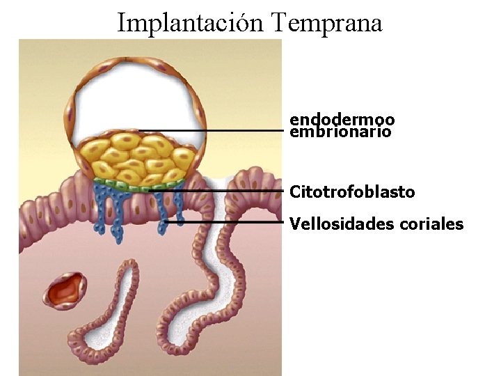 Implantación Temprana endodermoo embrionario Citotrofoblasto Vellosidades coriales 