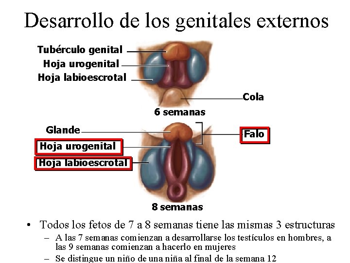 Desarrollo de los genitales externos Tubérculo genital Hoja urogenital Hoja labioescrotal Cola 6 semanas