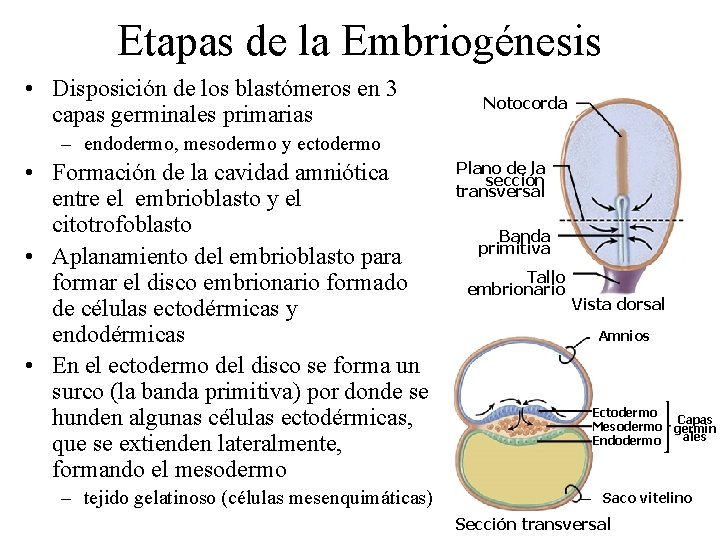 Etapas de la Embriogénesis • Disposición de los blastómeros en 3 capas germinales primarias