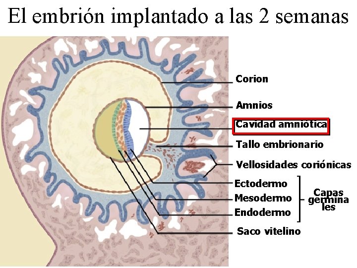 El embrión implantado a las 2 semanas Corion Amnios Cavidad amniótica Tallo embrionario Vellosidades