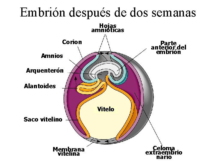 Embrión después de dos semanas Hojas amnióticas Corion Parte anterior del embrión Amnios Arquenterón