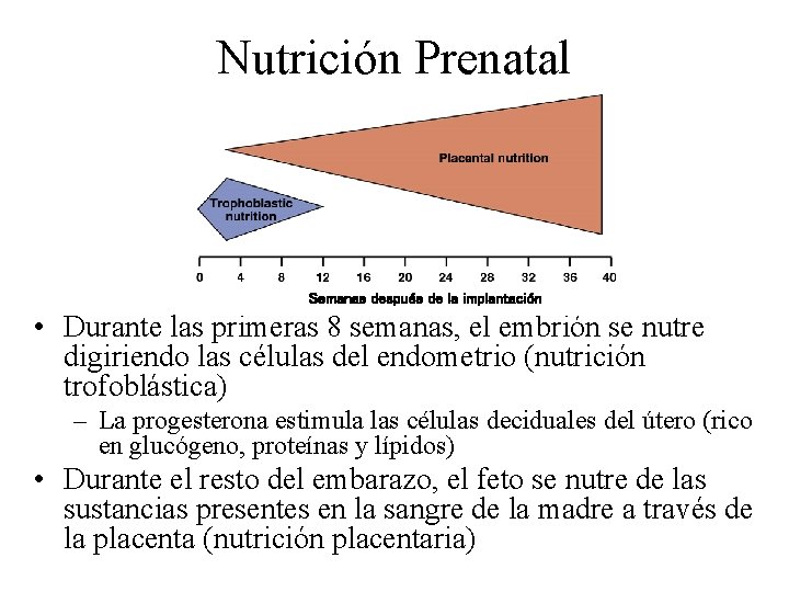 Nutrición Prenatal Semanas después de la implantación • Durante las primeras 8 semanas, el