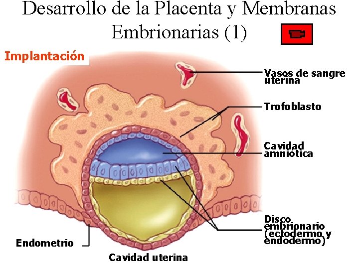 Desarrollo de la Placenta y Membranas Embrionarias (1) Implantación Vasos de sangre uterina Trofoblasto