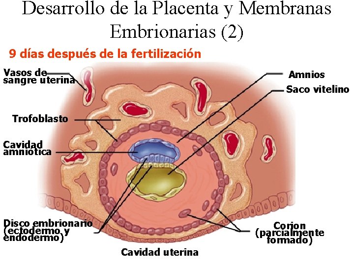 Desarrollo de la Placenta y Membranas Embrionarias (2) 9 días después de la fertilización