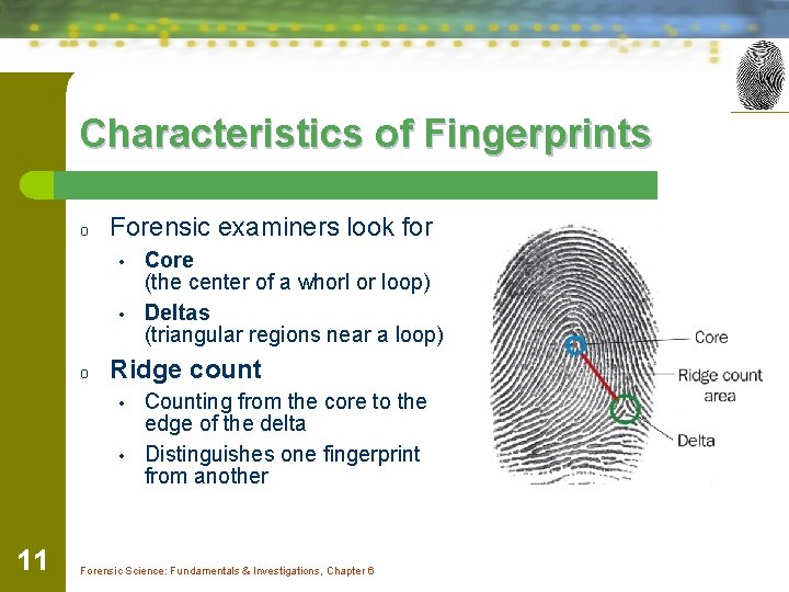 Characteristics of Fingerprints o Forensic examiners look for • • o Ridge count •