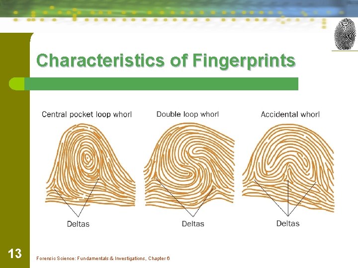 Characteristics of Fingerprints 13 Forensic Science: Fundamentals & Investigations, Chapter 6 