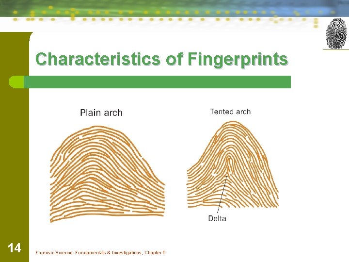 Characteristics of Fingerprints 14 Forensic Science: Fundamentals & Investigations, Chapter 6 