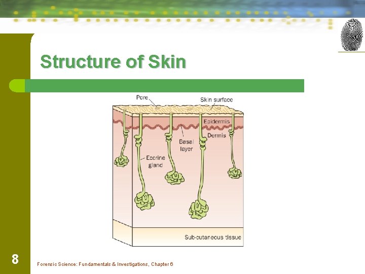 Structure of Skin 8 Forensic Science: Fundamentals & Investigations, Chapter 6 