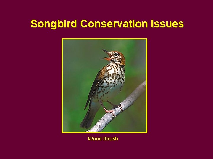 Songbird Conservation Issues Wood thrush 