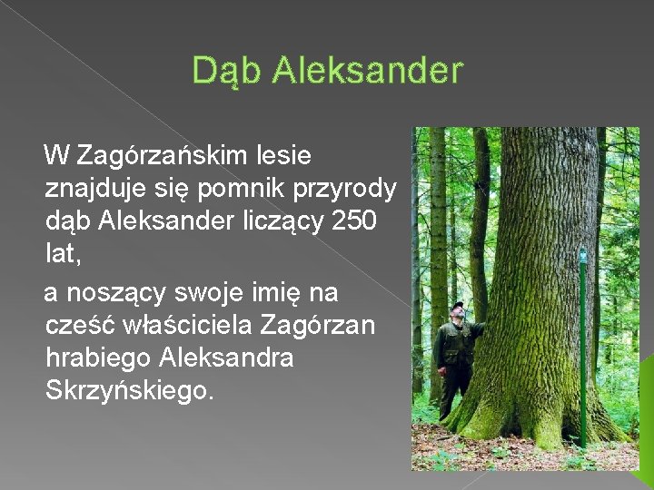 Dąb Aleksander W Zagórzańskim lesie znajduje się pomnik przyrody dąb Aleksander liczący 250 lat,