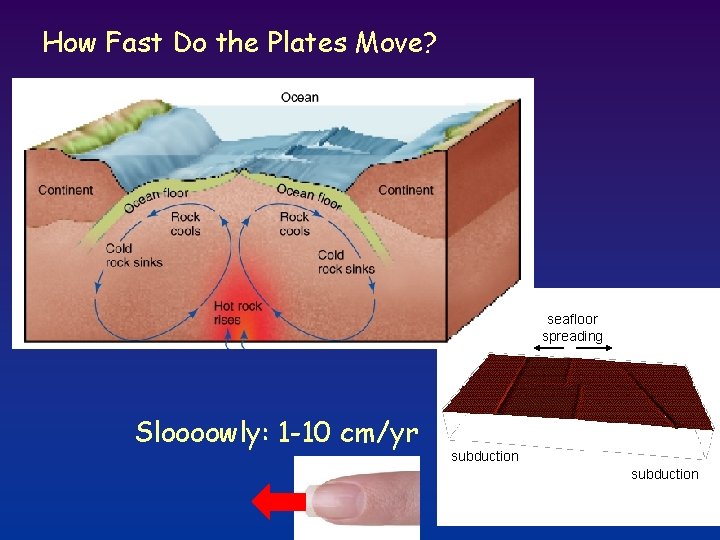 How Fast Do the Plates Move? seafloor spreading Sloooowly: 1 -10 cm/yr subduction 