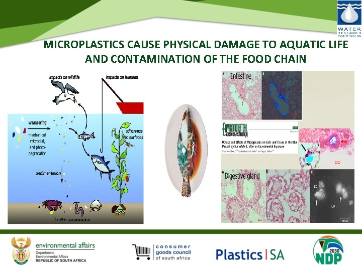 MICROPLASTICS CAUSE PHYSICAL DAMAGE TO AQUATIC LIFE AND CONTAMINATION OF THE FOOD CHAIN 