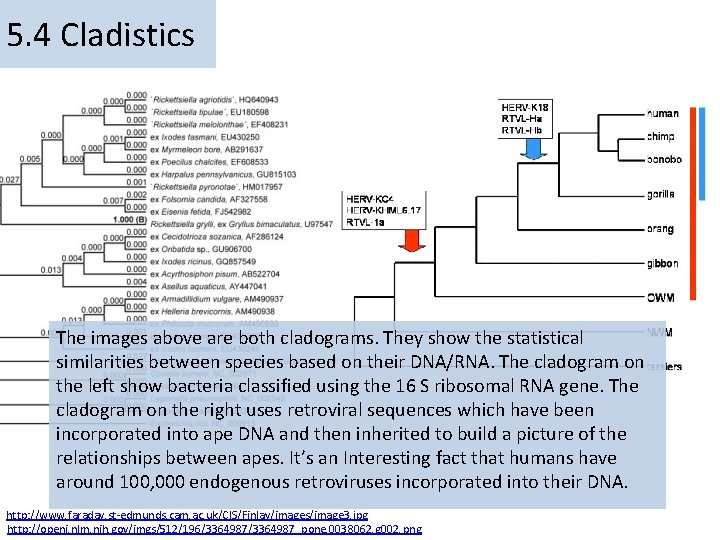 5. 4 Cladistics The images above are both cladograms. They show the statistical similarities