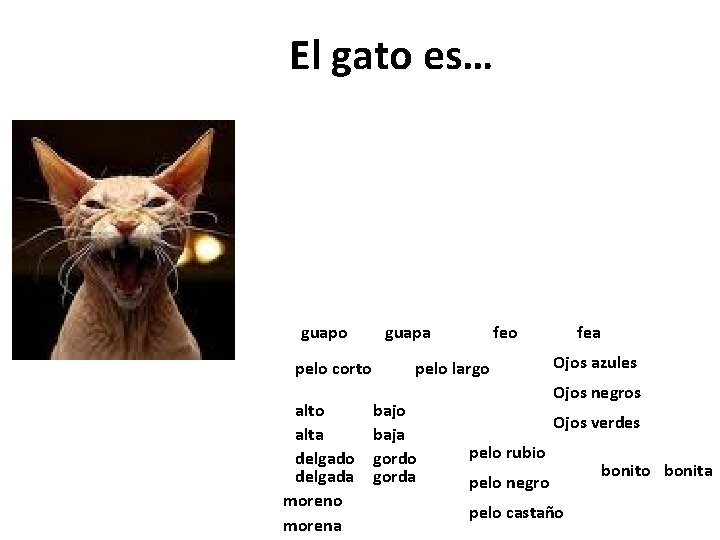 El gato es… guapo pelo corto alta delgado delgada moreno morena guapa feo pelo