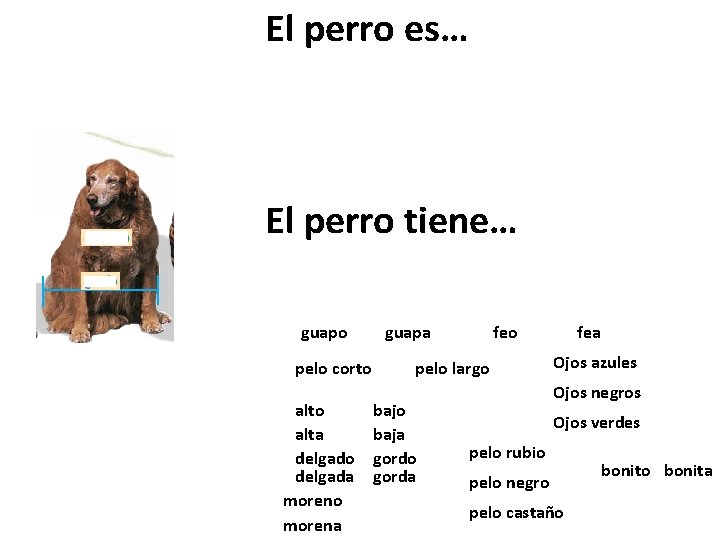 El perro es… El perro tiene… guapo pelo corto alta delgado delgada moreno morena