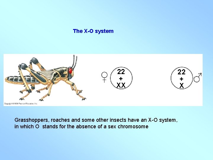 The X-O system 22 + XX 22 + X Grasshoppers, roaches and some other The X-O system 22 + XX 22 + X Grasshoppers, roaches and some other
