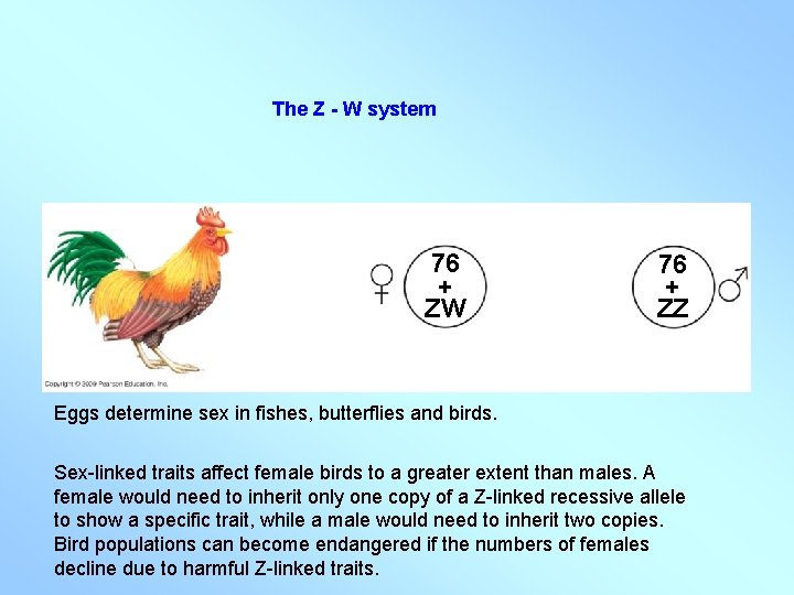 The Z - W system 76 + ZW 76 + ZZ Eggs determine sex The Z - W system 76 + ZW 76 + ZZ Eggs determine sex