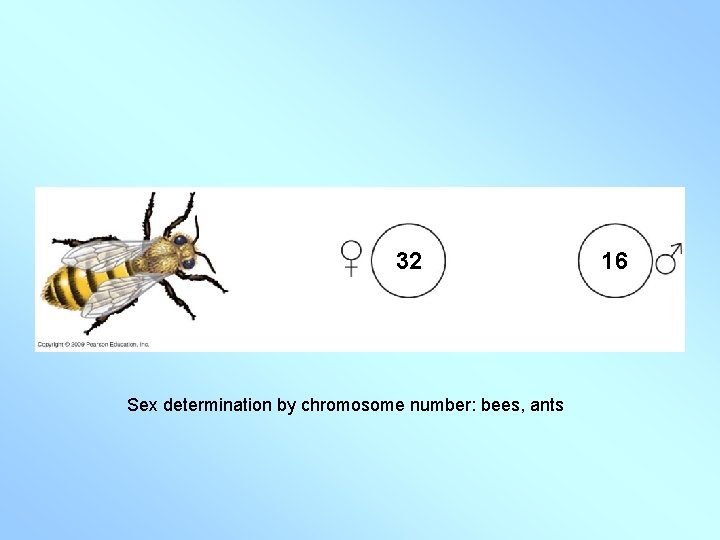 32 Sex determination by chromosome number: bees, ants 16 32 Sex determination by chromosome number: bees, ants 16