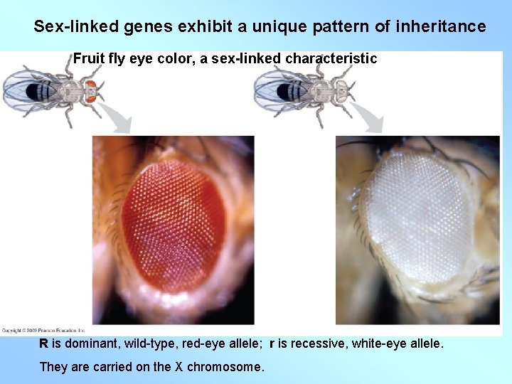Sex-linked genes exhibit a unique pattern of inheritance Fruit fly eye color, a sex-linked Sex-linked genes exhibit a unique pattern of inheritance Fruit fly eye color, a sex-linked