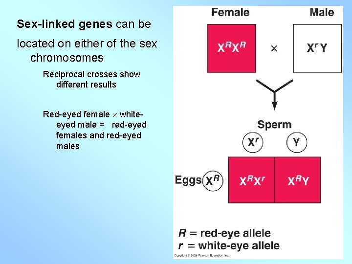 Sex-linked genes can be located on either of the sex chromosomes Reciprocal crosses show