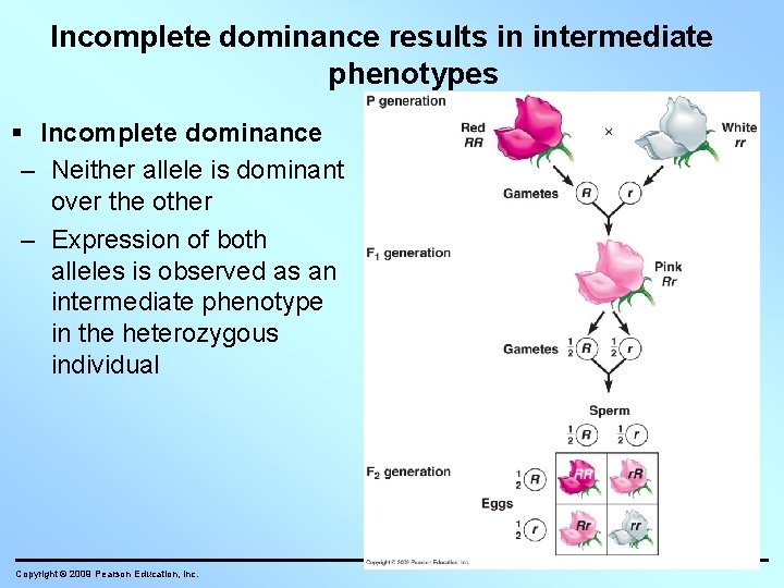 Incomplete dominance results in intermediate phenotypes Incomplete dominance – Neither allele is dominant over