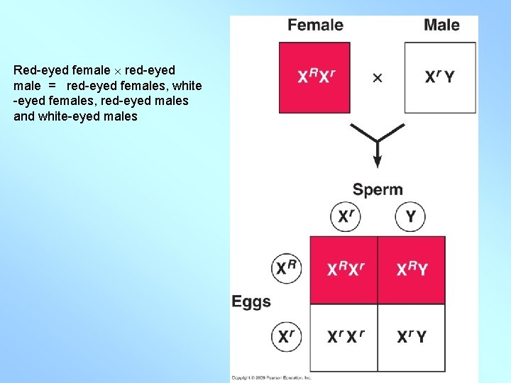 Red-eyed female red-eyed male = red-eyed females, white -eyed females, red-eyed males and white-eyed Red-eyed female red-eyed male = red-eyed females, white -eyed females, red-eyed males and white-eyed