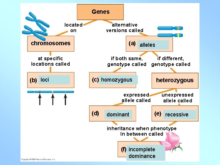 Genes located on alternative versions called (a) alleles chromosomes at specific locations called (b)
