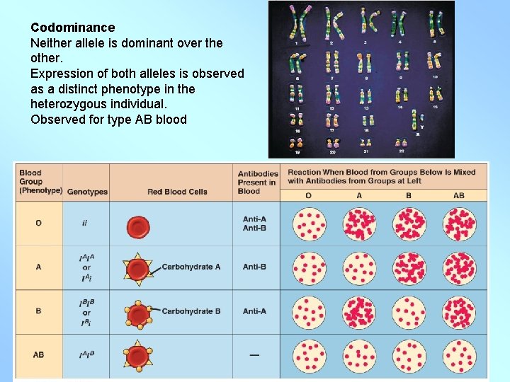 Codominance Neither allele is dominant over the other. Expression of both alleles is observed