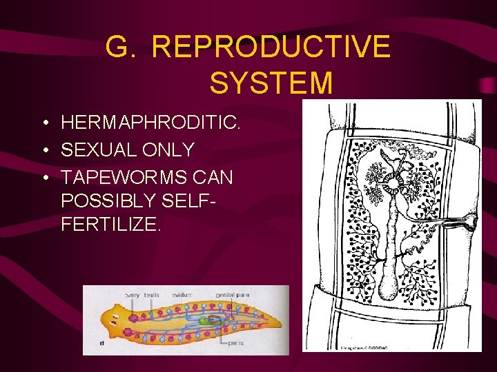 G. REPRODUCTIVE SYSTEM • HERMAPHRODITIC. • SEXUAL ONLY • TAPEWORMS CAN POSSIBLY SELFFERTILIZE. 