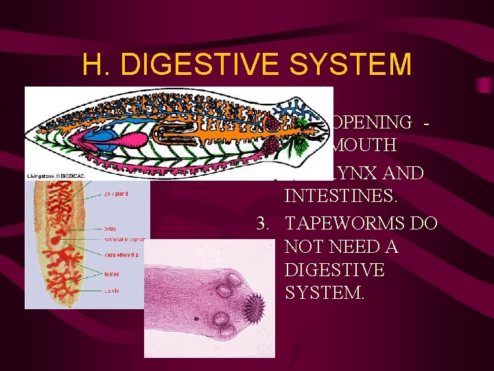 H. DIGESTIVE SYSTEM 1. ONE OPENING THE MOUTH 2. PHARYNX AND INTESTINES. 3. TAPEWORMS