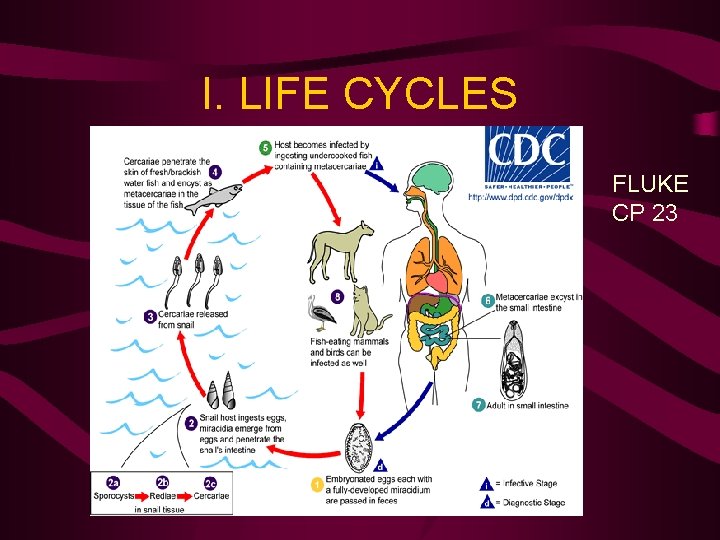 I. LIFE CYCLES FLUKE CP 23 