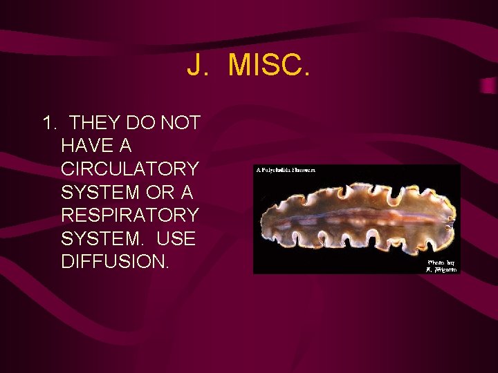 J. MISC. 1. THEY DO NOT HAVE A CIRCULATORY SYSTEM OR A RESPIRATORY SYSTEM.