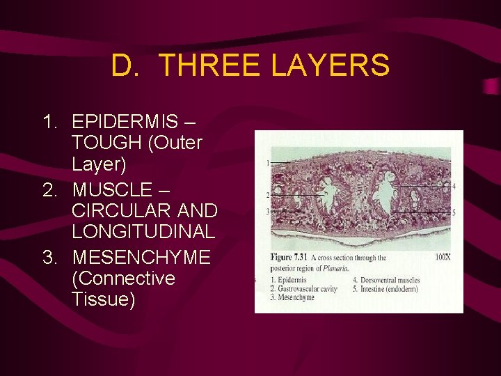 D. THREE LAYERS 1. EPIDERMIS – TOUGH (Outer Layer) 2. MUSCLE – CIRCULAR AND