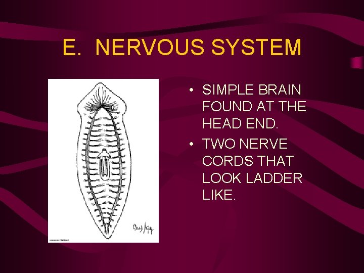 E. NERVOUS SYSTEM • SIMPLE BRAIN FOUND AT THE HEAD END. • TWO NERVE