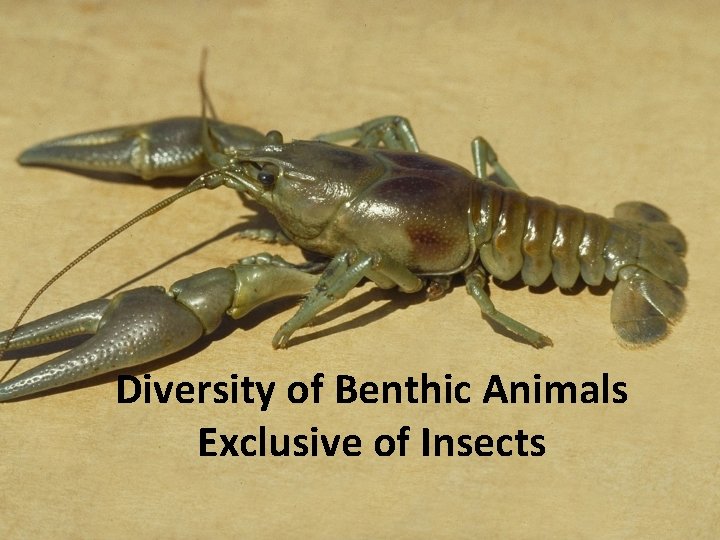 Diversity of Benthic Animals Exclusive of Insects 