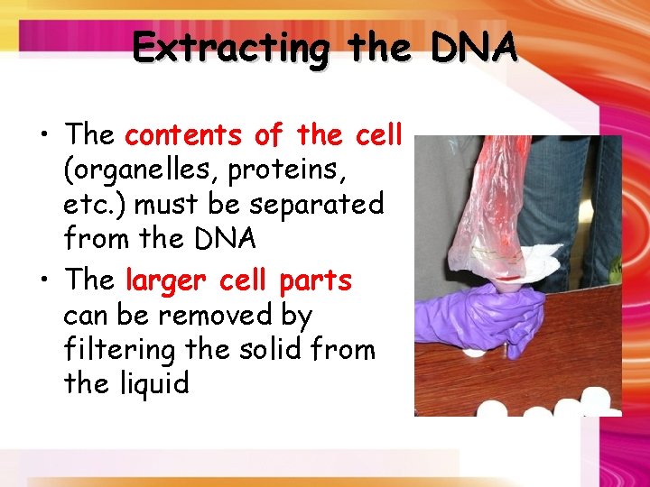 Extracting the DNA • The contents of the cell (organelles, proteins, etc. ) must
