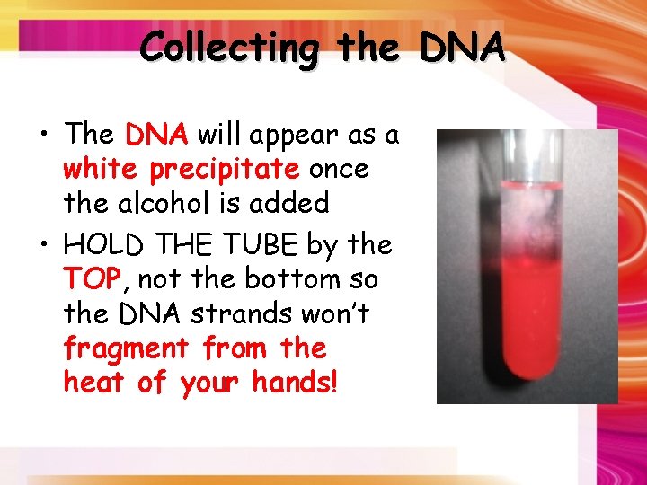 Collecting the DNA • The DNA will appear as a white precipitate once the