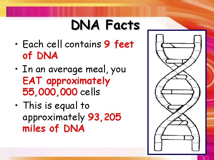 DNA Facts • Each cell contains 9 feet of DNA • In an average