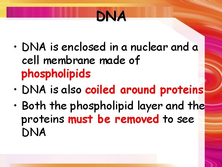 DNA • DNA is enclosed in a nuclear and a cell membrane made of
