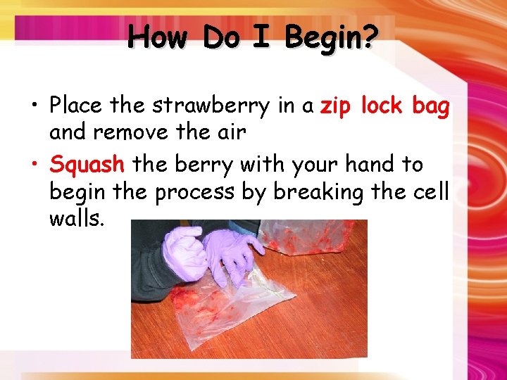 How Do I Begin? • Place the strawberry in a zip lock bag and