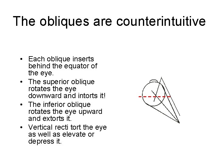 The obliques are counterintuitive • Each oblique inserts behind the equator of the eye.