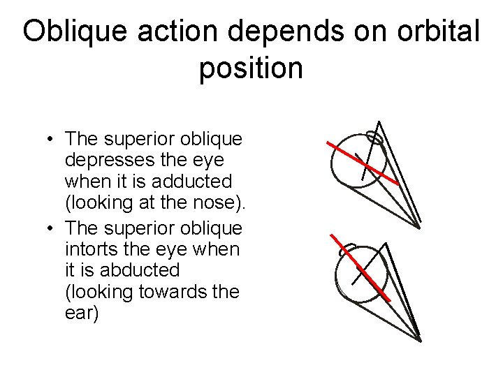 Oblique action depends on orbital position • The superior oblique depresses the eye when