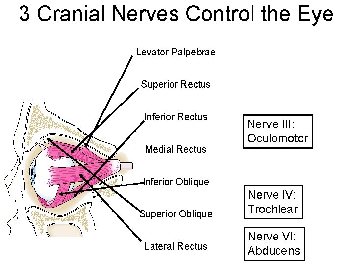 3 Cranial Nerves Control the Eye Levator Palpebrae Superior Rectus Inferior Rectus Medial Rectus