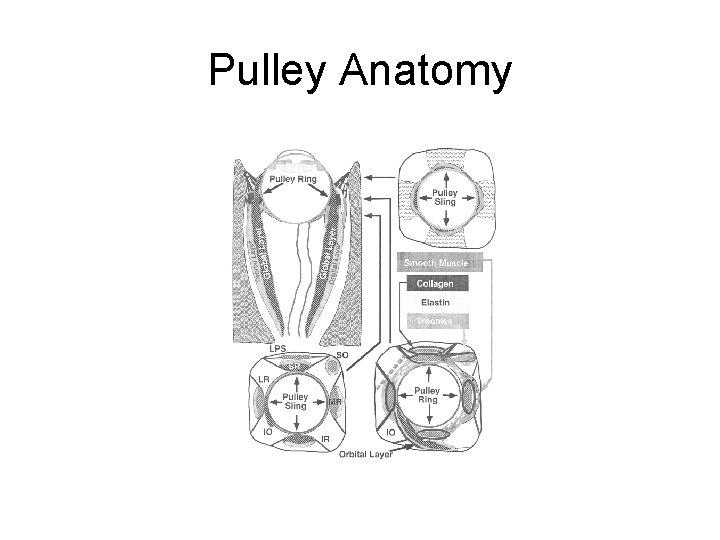 Pulley Anatomy 