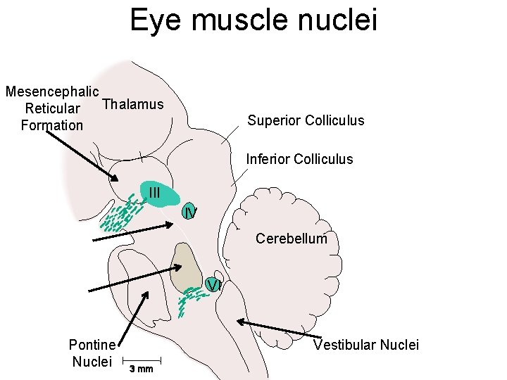 Eye muscle nuclei Mesencephalic Thalamus Reticular Formation Superior Colliculus Inferior Colliculus III IV Cerebellum