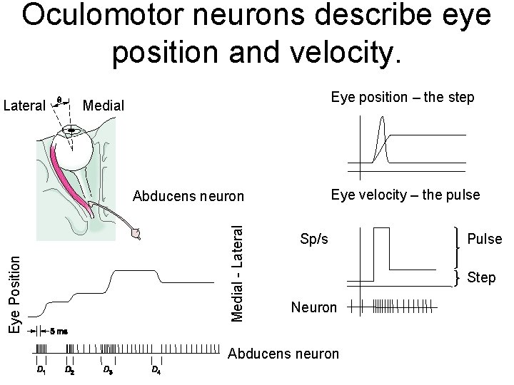 Oculomotor neurons describe eye position and velocity. Lateral Eye position – the step Medial