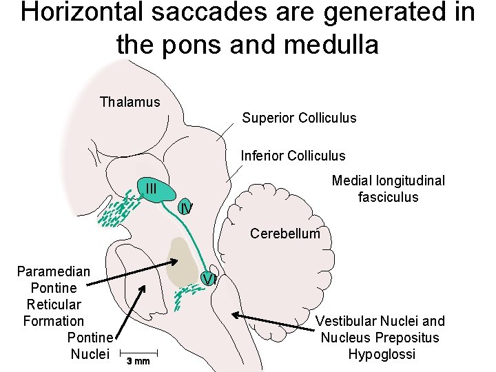 Horizontal saccades are generated in the pons and medulla Thalamus Superior Colliculus Inferior Colliculus