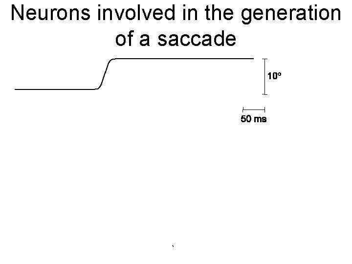 Neurons involved in the generation of a saccade ` 